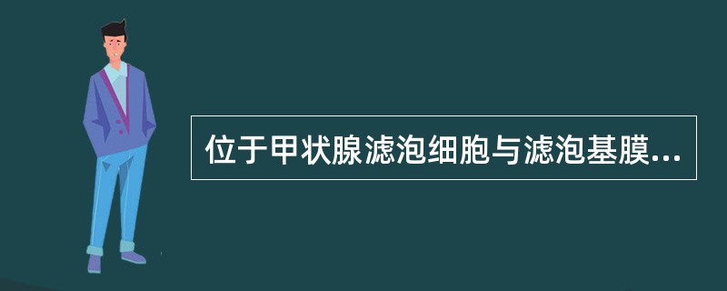 位于甲状腺滤泡细胞与滤泡基膜之间的细胞称为C细胞或滤泡旁细胞，它分泌什么物质()