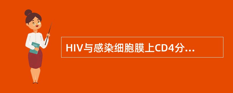 HIV与感染细胞膜上CD4分子结合的病毒刺突是