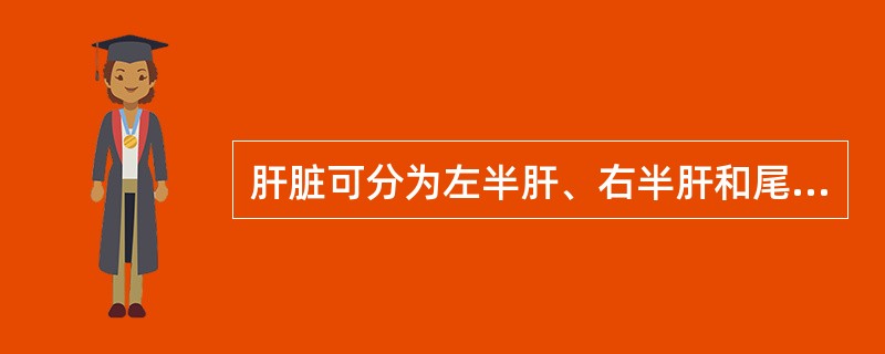肝脏可分为左半肝、右半肝和尾状叶，右半肝可分为前叶和后叶，而左半肝可分为内叶和外叶，方叶是指