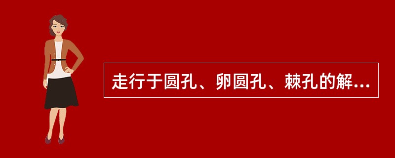 走行于圆孔、卵圆孔、棘孔的解剖结构分别为