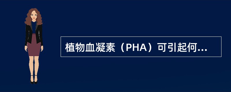 植物血凝素（PHA）可引起何种细胞分裂