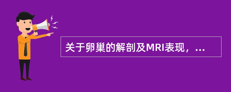 关于卵巢的解剖及MRI表现，正确的是