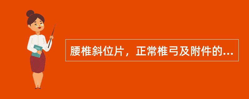 腰椎斜位片，正常椎弓及附件的影像呈“”猎狗形“”。腰椎各解剖结构与“”猎狗“”的对应关系错误的表述为