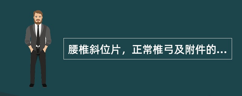 腰椎斜位片，正常椎弓及附件的影像呈“”猎狗形“”。椎弓崩裂易累及
