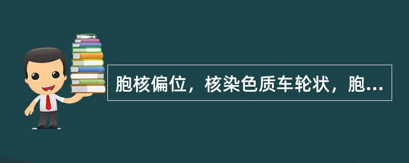 胞核偏位，核染色质车轮状，胞质有泡沫感，可见核旁淡染区