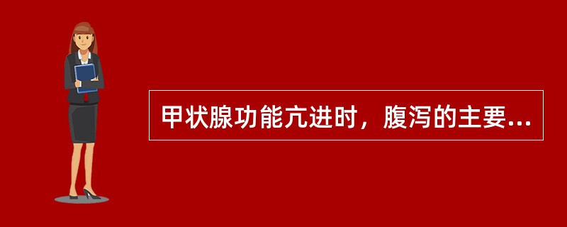 甲状腺功能亢进时，腹泻的主要发生机制是