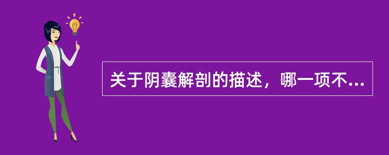 关于阴囊解剖的描述，哪一项不正确（）