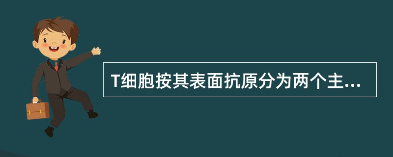 T细胞按其表面抗原分为两个主要亚群，分别是