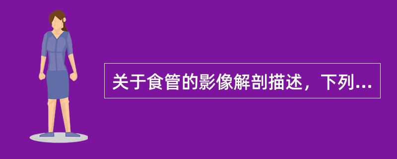 关于食管的影像解剖描述，下列错误的是