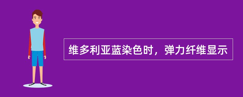 维多利亚蓝染色时，弹力纤维显示