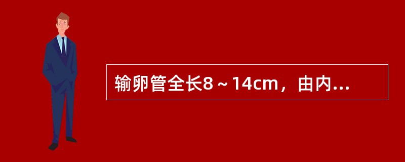 输卵管全长8～14cm，由内向外分别为