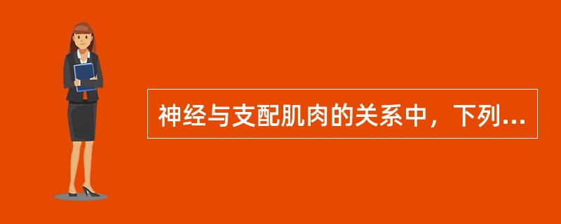 神经与支配肌肉的关系中，下列错误的是