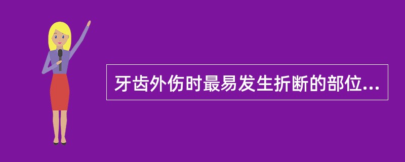 牙齿外伤时最易发生折断的部位是( )。