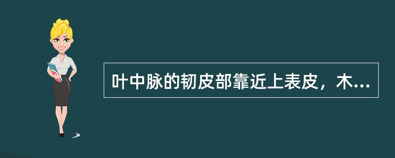 叶中脉的韧皮部靠近上表皮，木质部靠近下表皮。（）