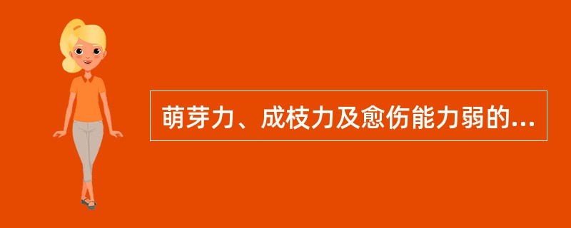 萌芽力、成枝力及愈伤能力弱的树种不耐修剪如（），应以维持自然树形为主，适当轻度修剪。