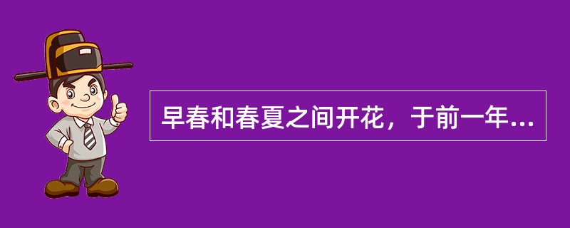 早春和春夏之间开花，于前一年夏秋（6-8月）间开始分化花芽的称夏秋分化型，如（）。