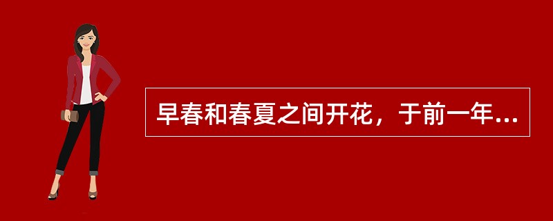 早春和春夏之间开花，于前一年夏秋（6-8月）间开始分化花芽的如（）。