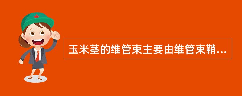 玉米茎的维管束主要由维管束鞘及次生木质部和次生韧皮部构成。（）