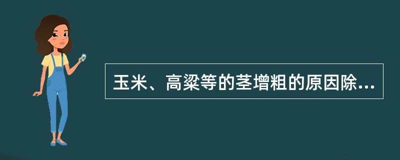 玉米、高粱等的茎增粗的原因除初生组织细胞长大外，还由于下列（）活动的结果。