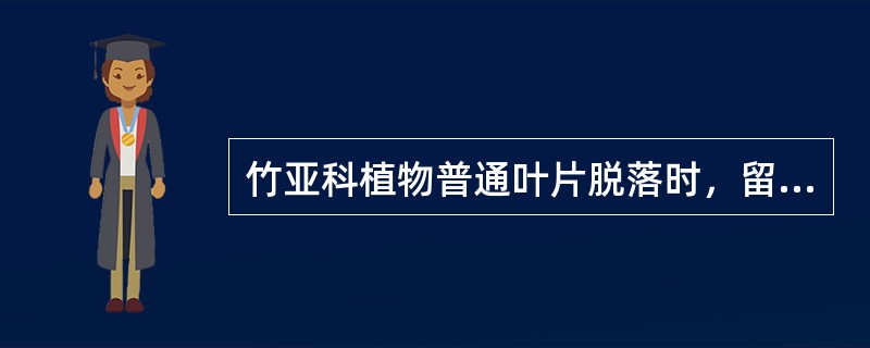 竹亚科植物普通叶片脱落时，留在茎上的部分是（）。