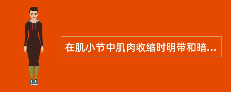 在肌小节中肌肉收缩时明带和暗带在变化。()