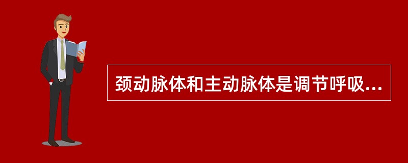 颈动脉体和主动脉体是调节呼吸的重要的外周化学感受器。