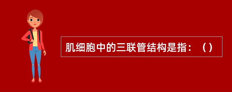 肌细胞中的三联管结构是指：（）